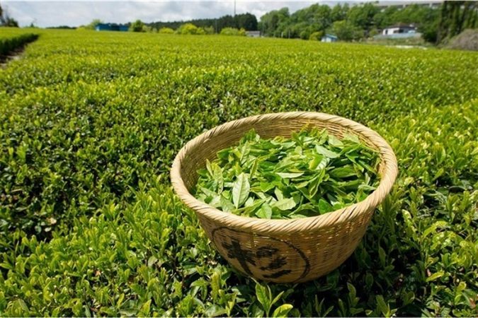 ۴۸ هزار و 578 تن برگ سبز چای برداشت شد ۴۸ هزار و ۵۷۸ تن برگ سبز چای برداشت شد