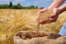 پیش بینی تولید ۱۱ میلیون تن گندم در سال جاری
