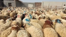 کشف يک هزار رأس احشام سرقتی در رباط‌کريم