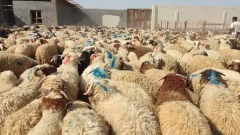 کشف يک هزار رأس احشام سرقتی در رباط‌کريم