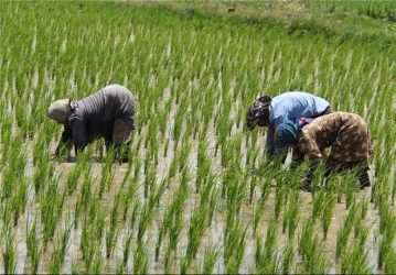 امسال ۱٫۸ میلیون تن برنج در کشور تولید می شود