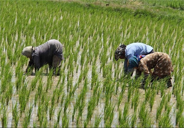 امسال 1.8 میلیون تن برنج در کشور تولید می شود امسال ۱٫۸ میلیون تن برنج در کشور تولید می شود