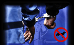 بازداشت فرد توهین‌کننده و ضارب بانوی محجبه در شهر پرند