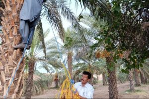 ایران بزرگترین صادر کننده خرما در جهان است