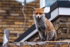 علت حضور روباه‌ ها در خیابان‌های تهران چیست؟